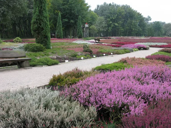 Jardin Bruyère Schneverdingen — Photo