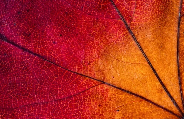 Mooi Botanisch Schot Natuurlijk Behang — Stockfoto