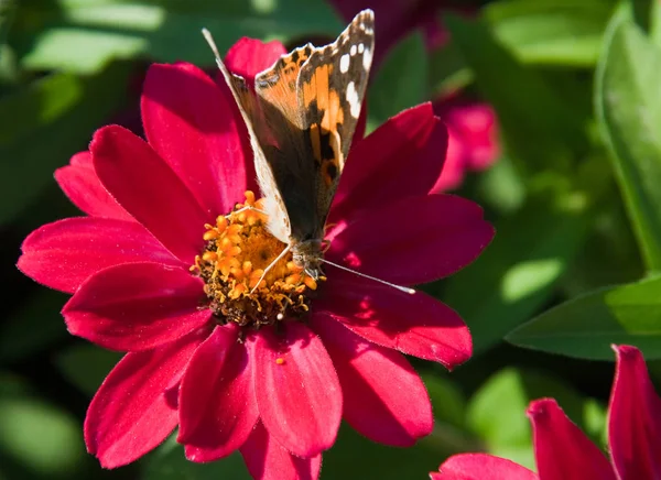 Señora Pintada Flor Roja — Foto de Stock