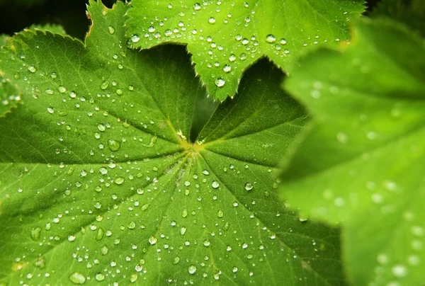 Foglie Mantello Della Signora — Foto Stock