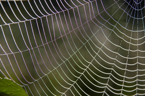 Spider Web Dew Drops — Stock Photo, Image