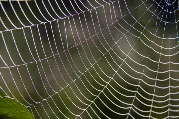 Red Araña Con Gotas Rocío — Foto de Stock