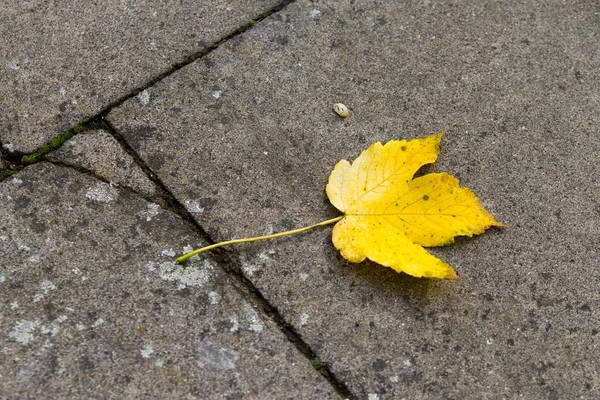 Feuille Automne Sur Béton — Photo