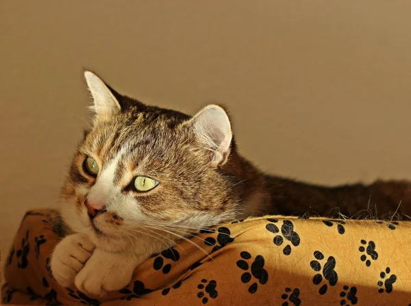 Şirin Bir Kedinin Portresi — Stok fotoğraf