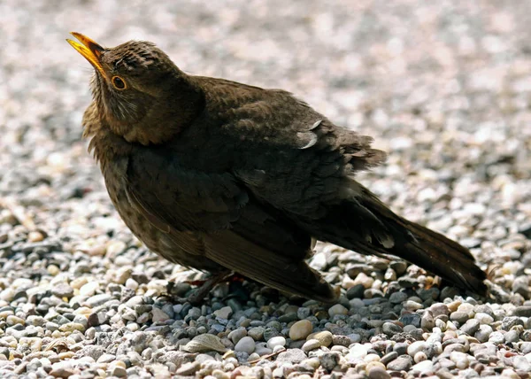 City Blackbird Gravel Path — Stock Photo, Image