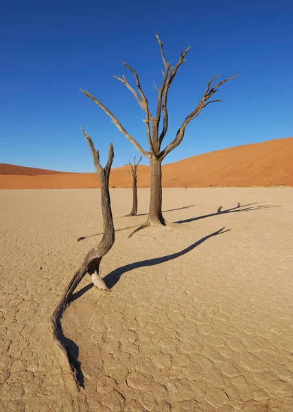 Мертві Дерева Мертвих Ліліях — стокове фото