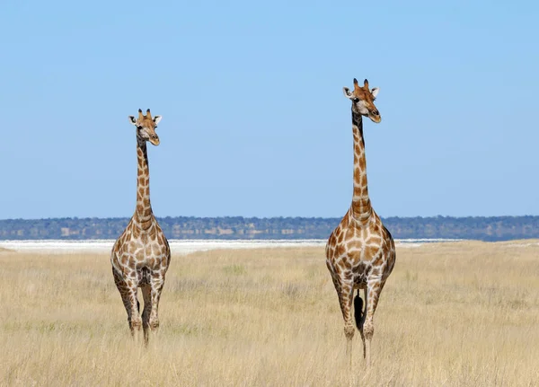 Świat Zwierząt Żyrafy Przyroda Flora Fauna — Zdjęcie stockowe