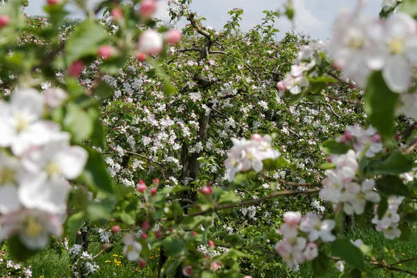 apple blossom trees, flowers petals