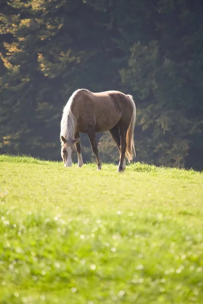 Koń Podczas Jedzenia Łące — Zdjęcie stockowe