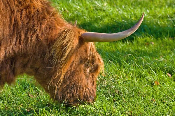 Nötkreatur Husdjur — Stockfoto