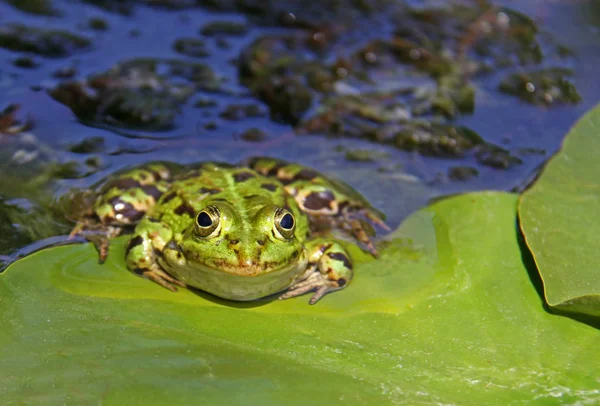 Lagoa Sapo Pelophylax Esculentus — Fotografia de Stock