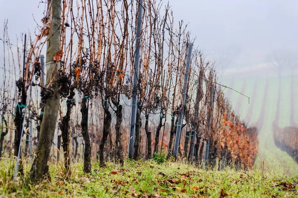 Wine Garden Fog — Stock Photo, Image