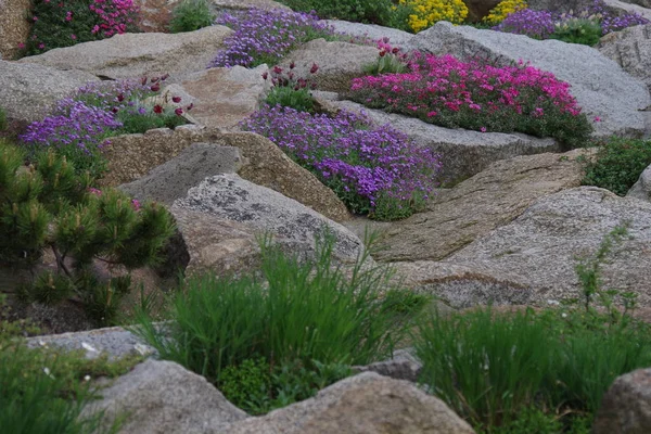 种植的岩石花园 — 图库照片