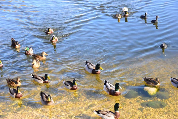 Aussichtsreiche Aussicht Auf Süße Stockente Der Natur — Stockfoto