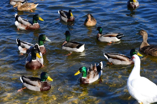 Пруд Воды Утки Птиц Дикой Природы Природы Фауны — стоковое фото