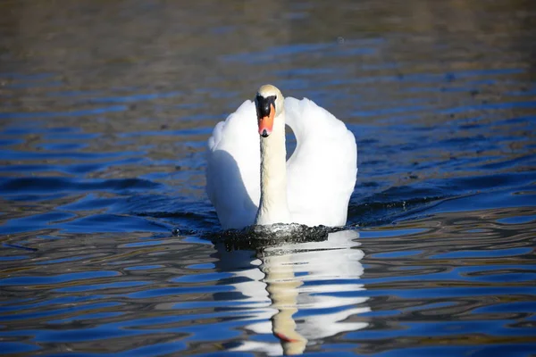 Vista Panorâmica Cisne Majestoso Natureza — Fotografia de Stock