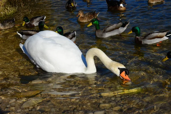 Swan Lake Španělsko — Stock fotografie