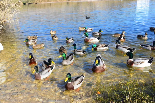 Stockente Anas Platyrhynchos Entenvögel Siehe Schwimmen Spanien — Stockfoto