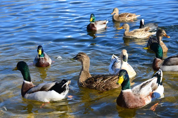 Mallard Anas Platyrhynchos Duck Birds See Swimming Spain — стоковое фото