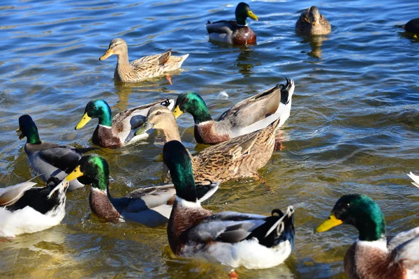 Mallards Anas Platyrhynchos Πουλιά Πάπιας Λίμνη Κολύμπι Ισπανία — Φωτογραφία Αρχείου