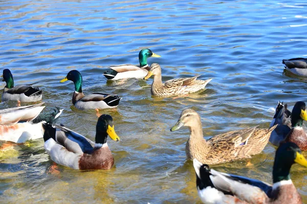 Stockenten Anas Platyrhynchos Ducks Lake Swimming Spain — Stock fotografie