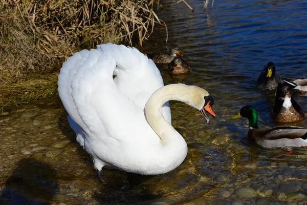 Swan Lake Spain — Stock Photo, Image