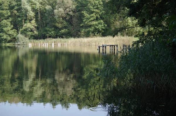 Lac Avec Rivage Plantation Roseaux — Photo
