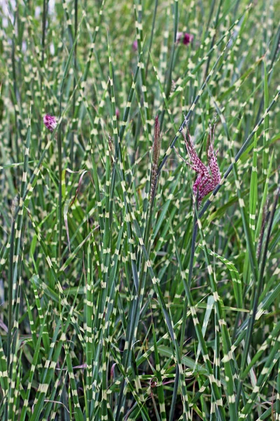 Floraison Mélissa Miscanthus Sinensis Strictus — Photo