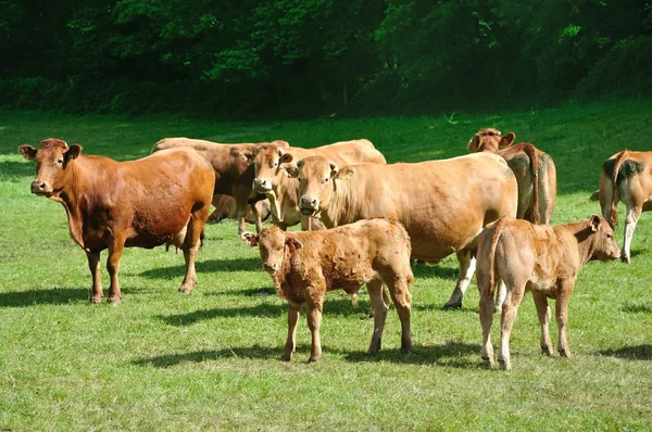 Prado Habitat Aberto Campo Vegetado Por Grama Ervas Outras Plantas — Fotografia de Stock