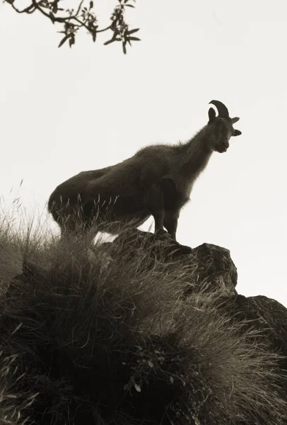 Wild Goat Himalayas Nepal — Stock Photo, Image