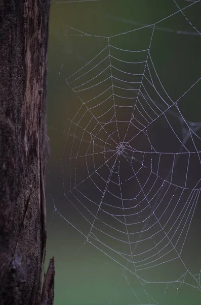 Spider Cobweb Trap Insect — Stock Photo, Image