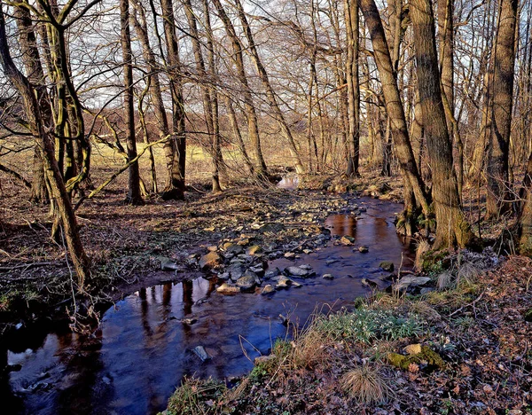 Lesní Potok Jaře — Stock fotografie