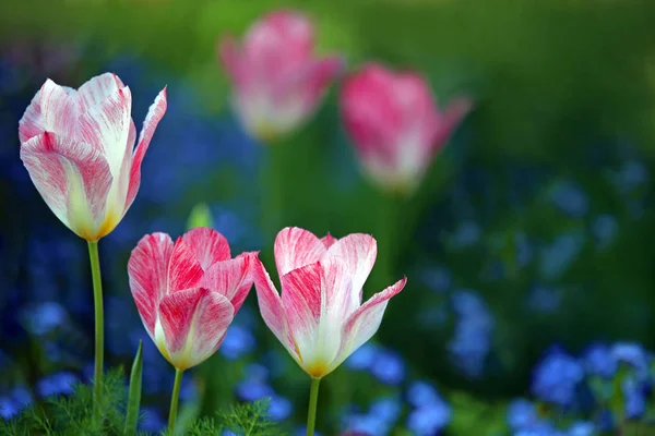 Tre Splendidi Tulipani Morbido Rosso Bianco — Foto Stock