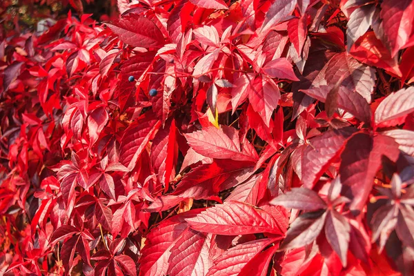 Herfst Bladeren Herfst Seizoen Gebladerte — Stockfoto