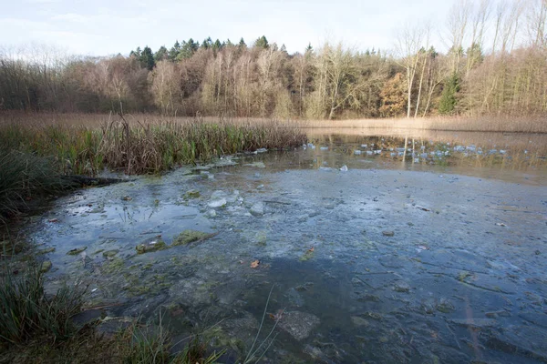 Flora Des Wilden Waldes Bei Tag — Stockfoto