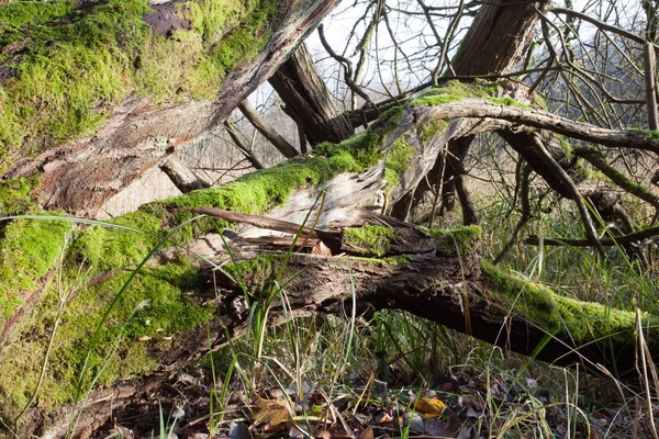 Flora Dzikiego Lasu Ciągu Dnia — Zdjęcie stockowe