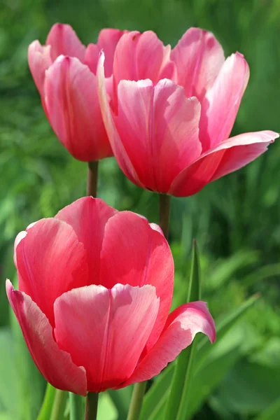 Розовое Впечатление Тюльпанов — стоковое фото