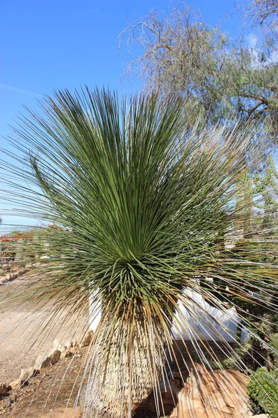 Jardín Mediterráneo Agave Estrictamente — Foto de Stock