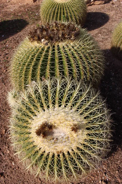 Tropická Rostlina Botanická Flóra Kaktus — Stock fotografie