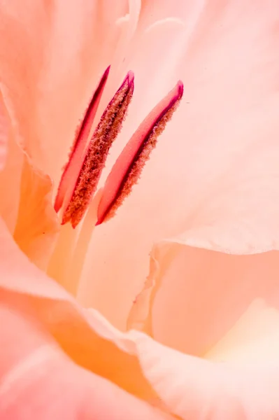 Details Close Shot Gladiolus Flower — Stock Photo, Image