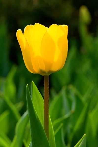 Schöne Frühlingstulpen Blumen Flora — Stockfoto