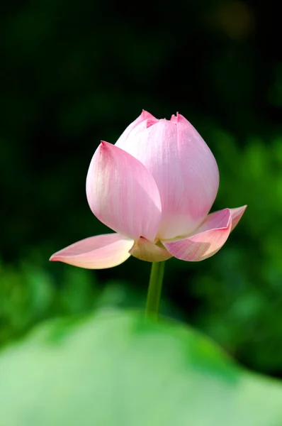 Close Blooming Lotus Flower Leaves — Stock Photo, Image