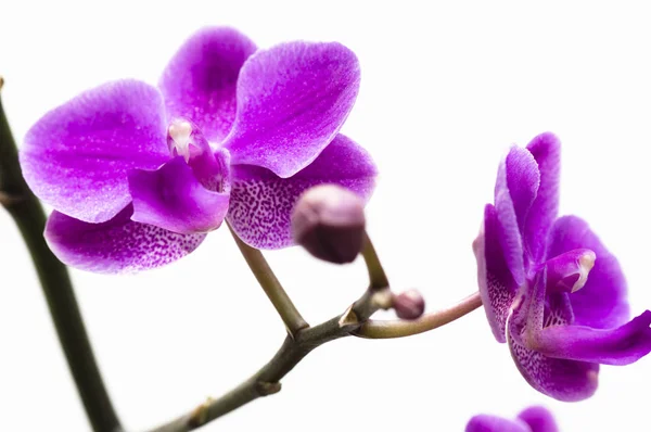 Belas Pétalas Flores Orquídea — Fotografia de Stock