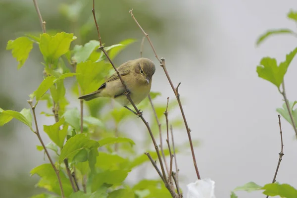 Bird-watching, cute bird at wild nature