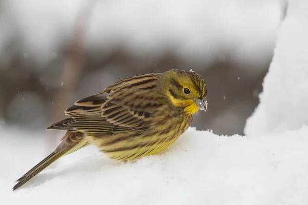 Pássaro Cantando Yellowhammer Fauna Natureza Emberiza Citrinella — Fotografia de Stock