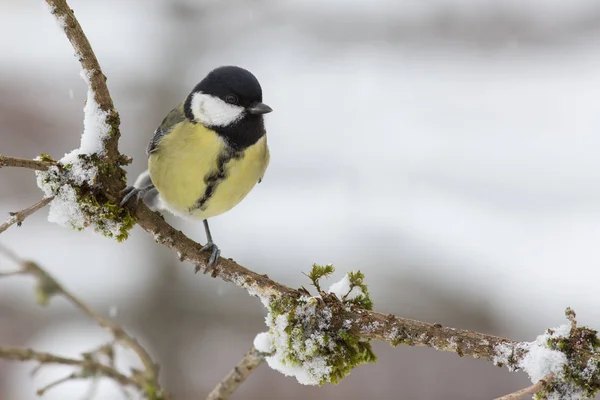 Pittoreska Fågel Tema Skott — Stockfoto