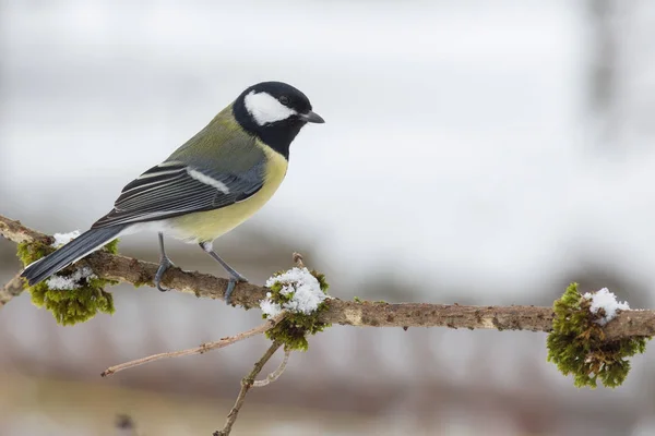 Scenic View Beautiful Great Tit Bird — Stockfoto