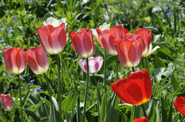 Tulipanes Florecientes Flores Primavera Flora — Foto de Stock