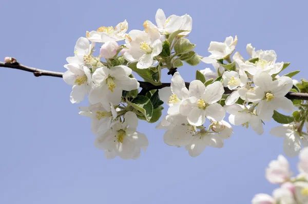 apple tree,apple blossoms,embellishment,wild apple,blossom,blossoms,flower,flowers,cherry,white,spring,springtime,twig,branch,tree,trees,sky