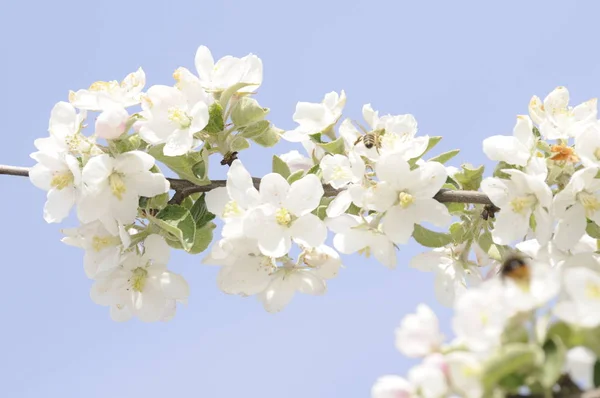 apple tree,apple blossoms,embellishment,wild apple,bloom,blossoms,flower,flowers,cherry,white,spring,springtime,twig,branch,tree,trees,sky